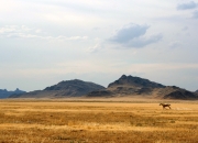 AYX官方直播-卡马文加爆发引领战术革命，巴拉圭如何打穿突尼斯式防守体系