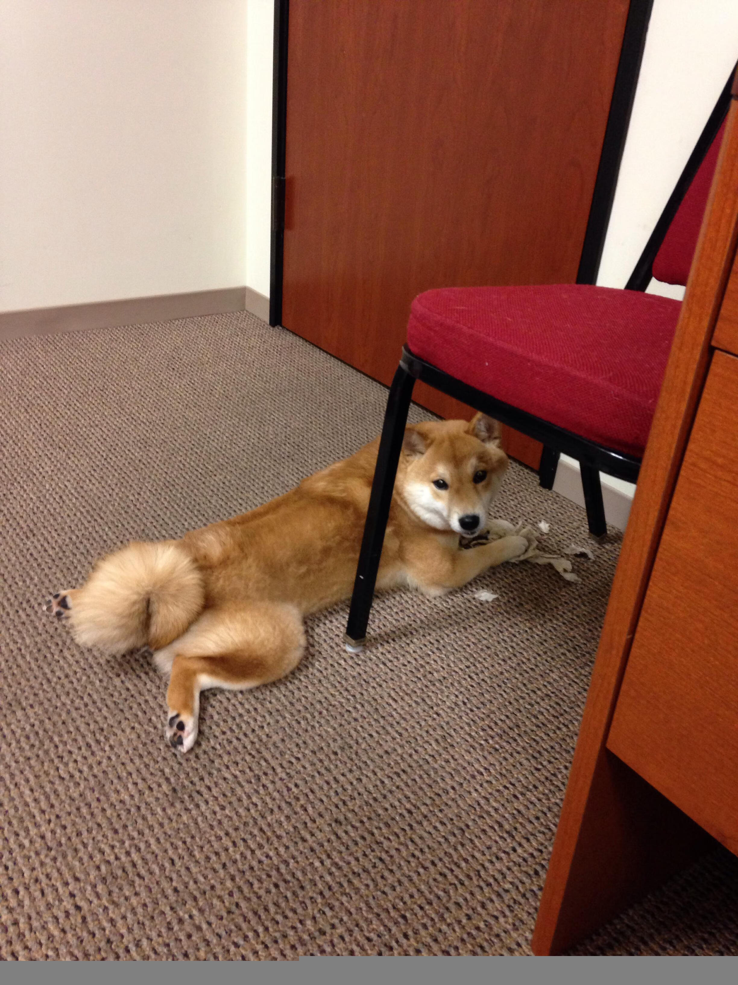 霍勒迪临危救主，上海队力克公牛演绎经典对决