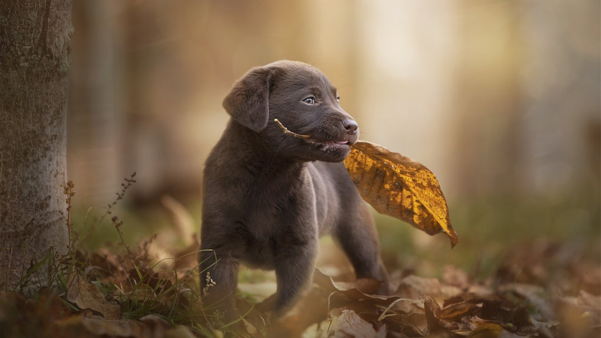 公牛打穿雷霆，克莱成为关键先生